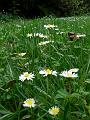 Daisies, Tindale Gardens P1040887